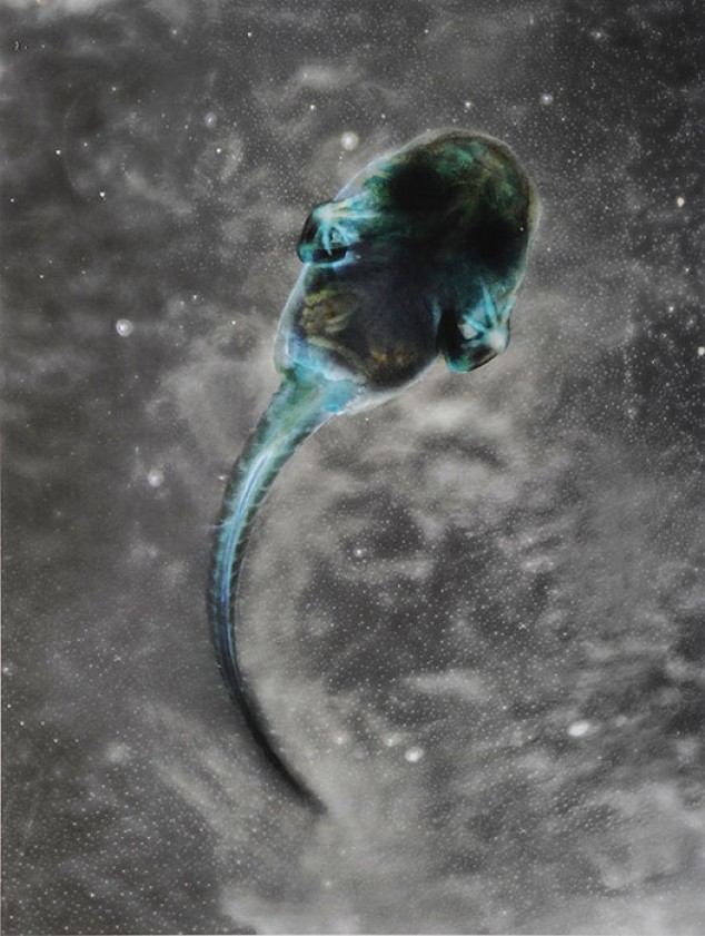 Brandon Ballengée © Laurence Godart 