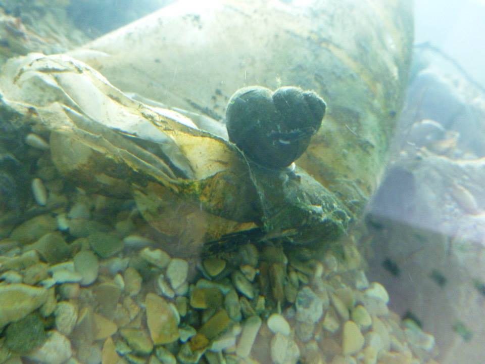 Brandon Ballengée © Laurence Godart 