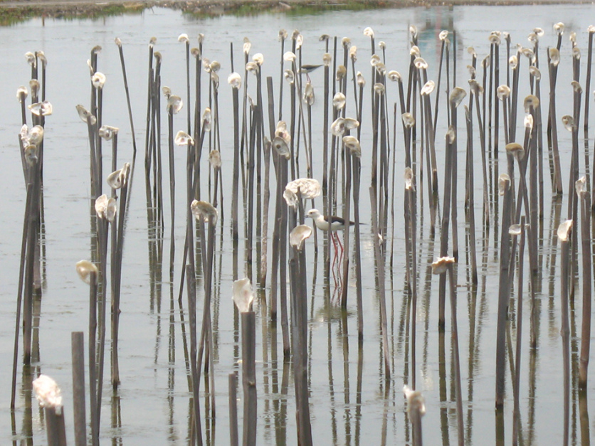 CHENG LONG WETLANDS International Environmental Art Project