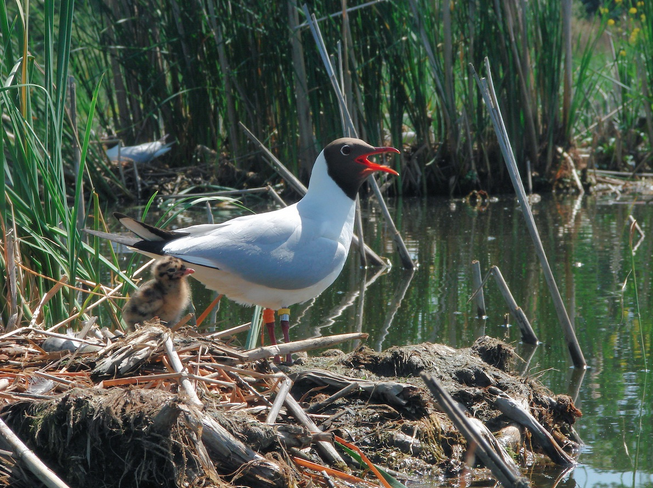 Regard N°45, Biodiversité et dynamique des populations