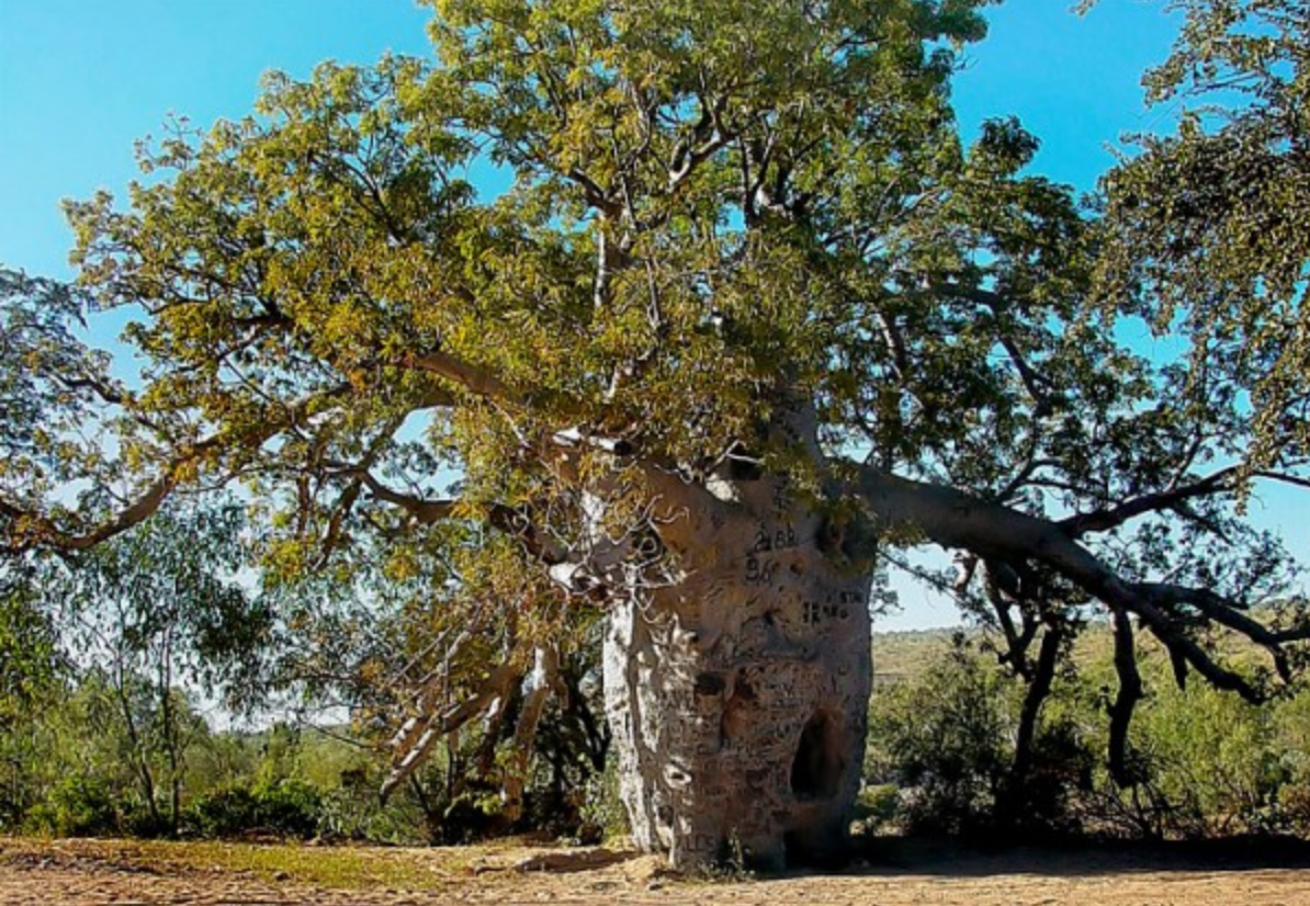 Appel à projets : exposition d’art environnemental en Australie