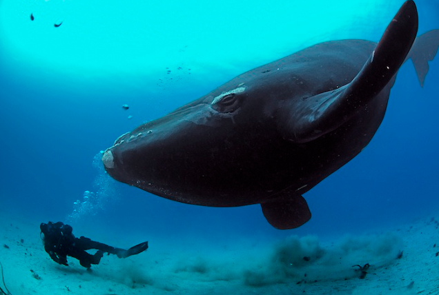 Exposition « Planète Océan »- Yann Arthus Bertrand et Brian Skerry