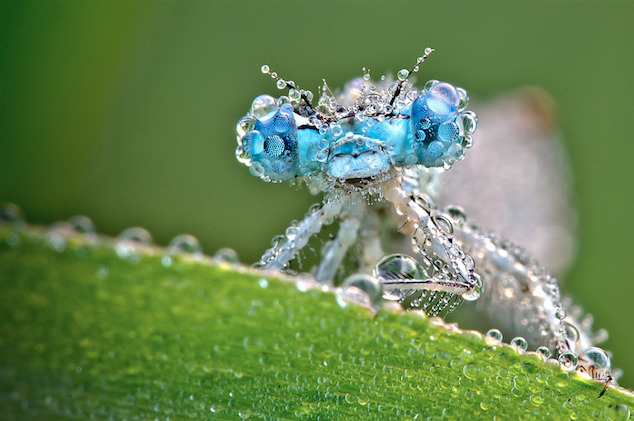 « INSECT-LIKE / LIKE INSECTS » – Résidence d’artistes en création chez l’habitant