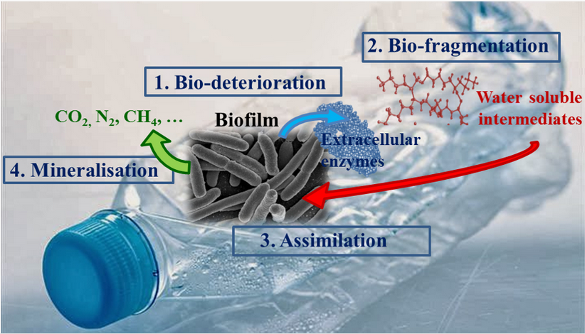 Les différentes étapes de la biodégradation du plastique par les bactéries (Dussus et Ghiglione, sous presse).