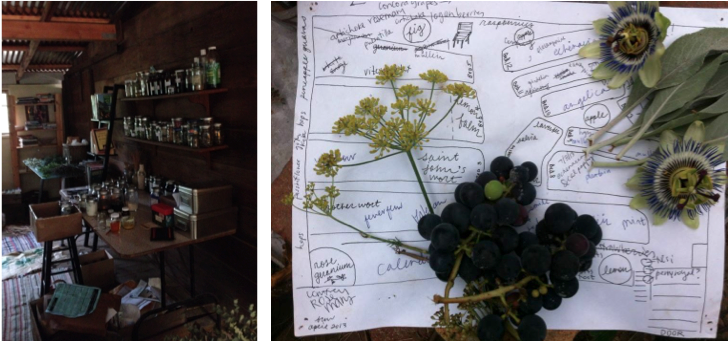 Laboratoire de plantes médicinales de Margaretha Haughwout.