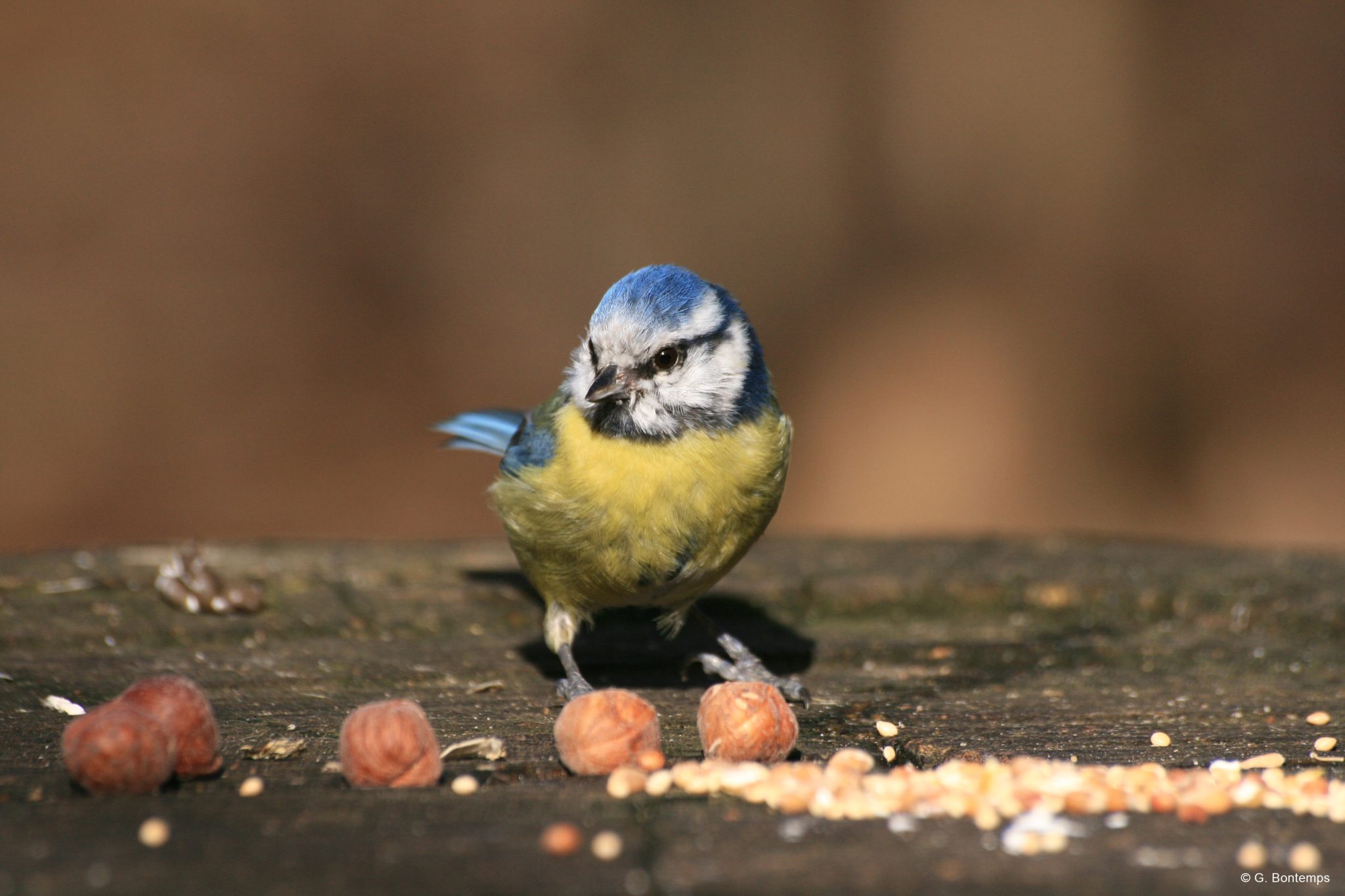 BirdLab, une expérience de science participative au Parc Floral de Paris