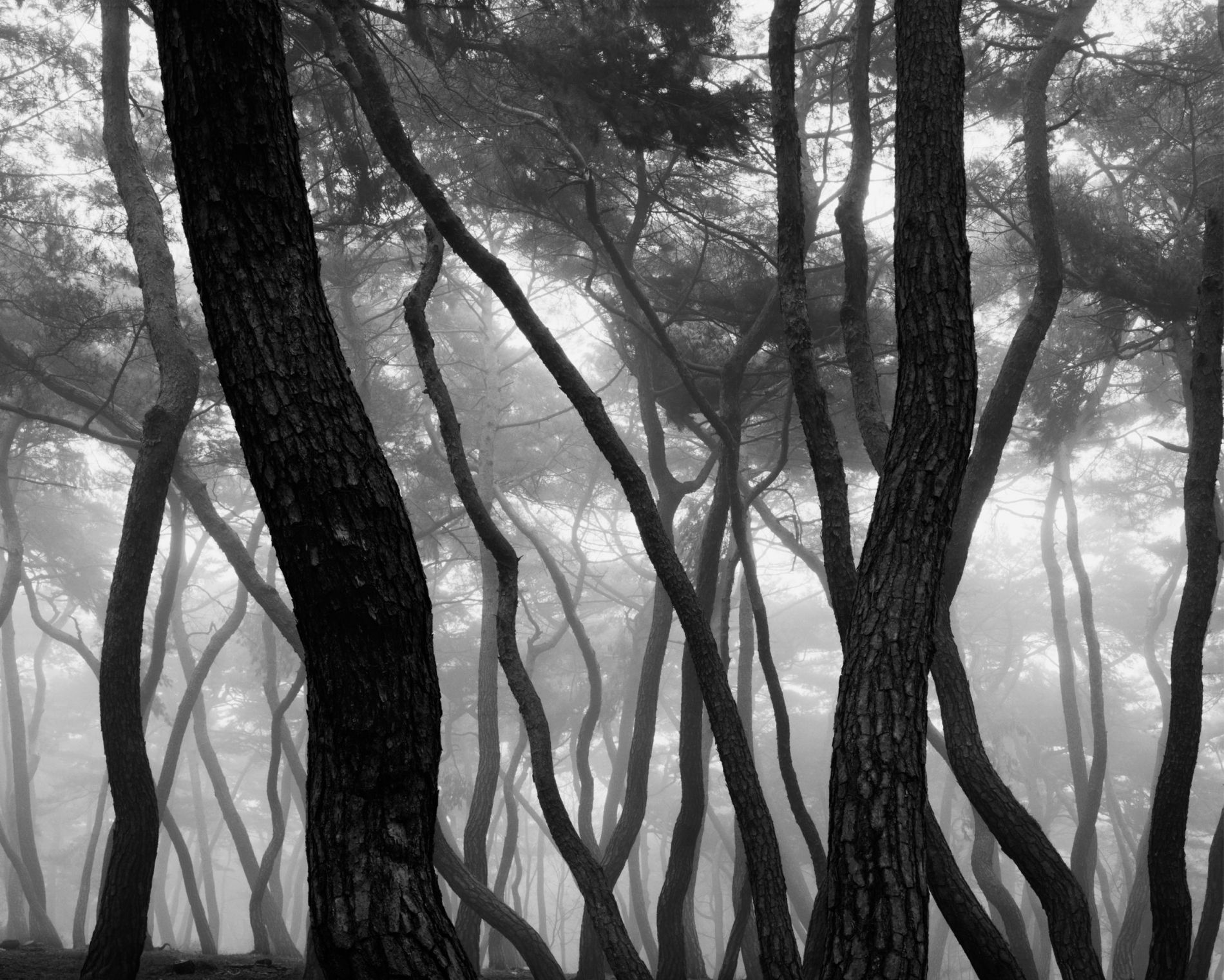 Exposition photographique ‘D’une forêt à l’autre’ de BAE BIEN-U