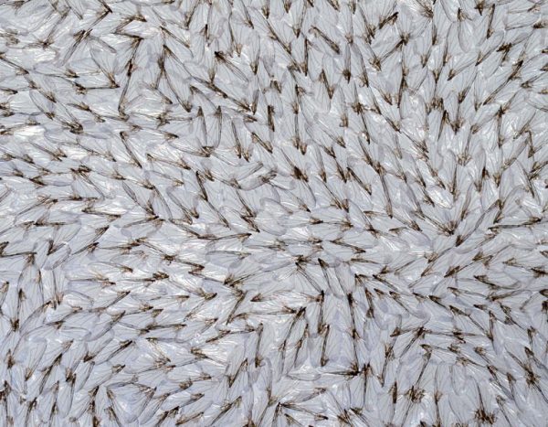 Exposition « assemblages organiques » de Léa Barbazanges