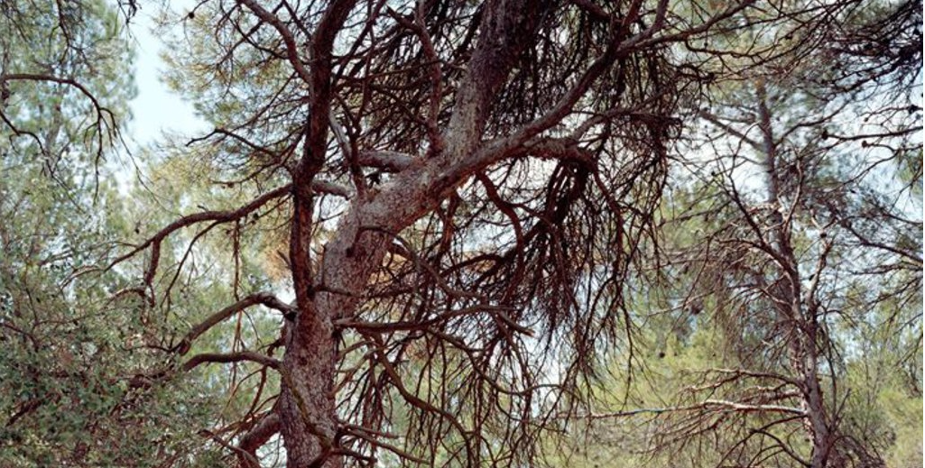 Exposition « Dans les bois » de Simone Nieweg au Goethe Institut