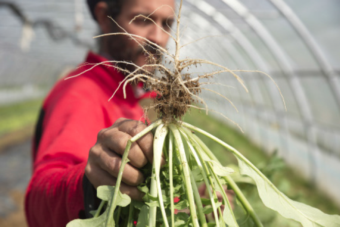 Exposition : « Paroles de potagers, le voyage des graines des langues et des hommes »