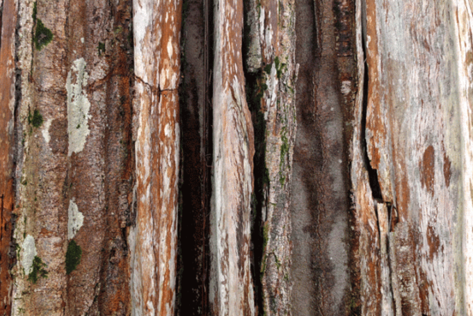 Exposition « Gaïagraphie. Parcours amazoniens »