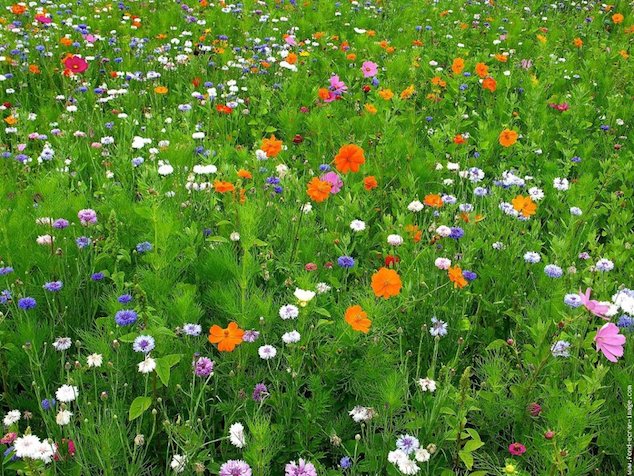 Regard N°73 Regard de la systématique sur la biodiversité, par Ph. Grandcolas