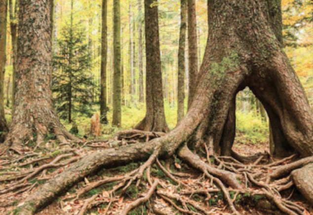 RO5 : Regards sur le livre de Peter Wohlleben, La Vie secrète des arbres