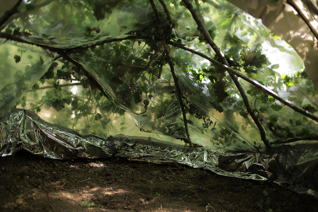 Exposition « Forêt thérapie »