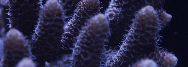 Exposition « Océan, une plongée insolite » au Muséum d’Histoire naturelle, Paris