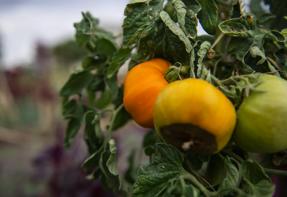 Les nouvelles gastronomies : art, alimentation et territoires