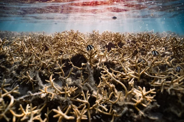 Appel à résidence – Science4Reefs