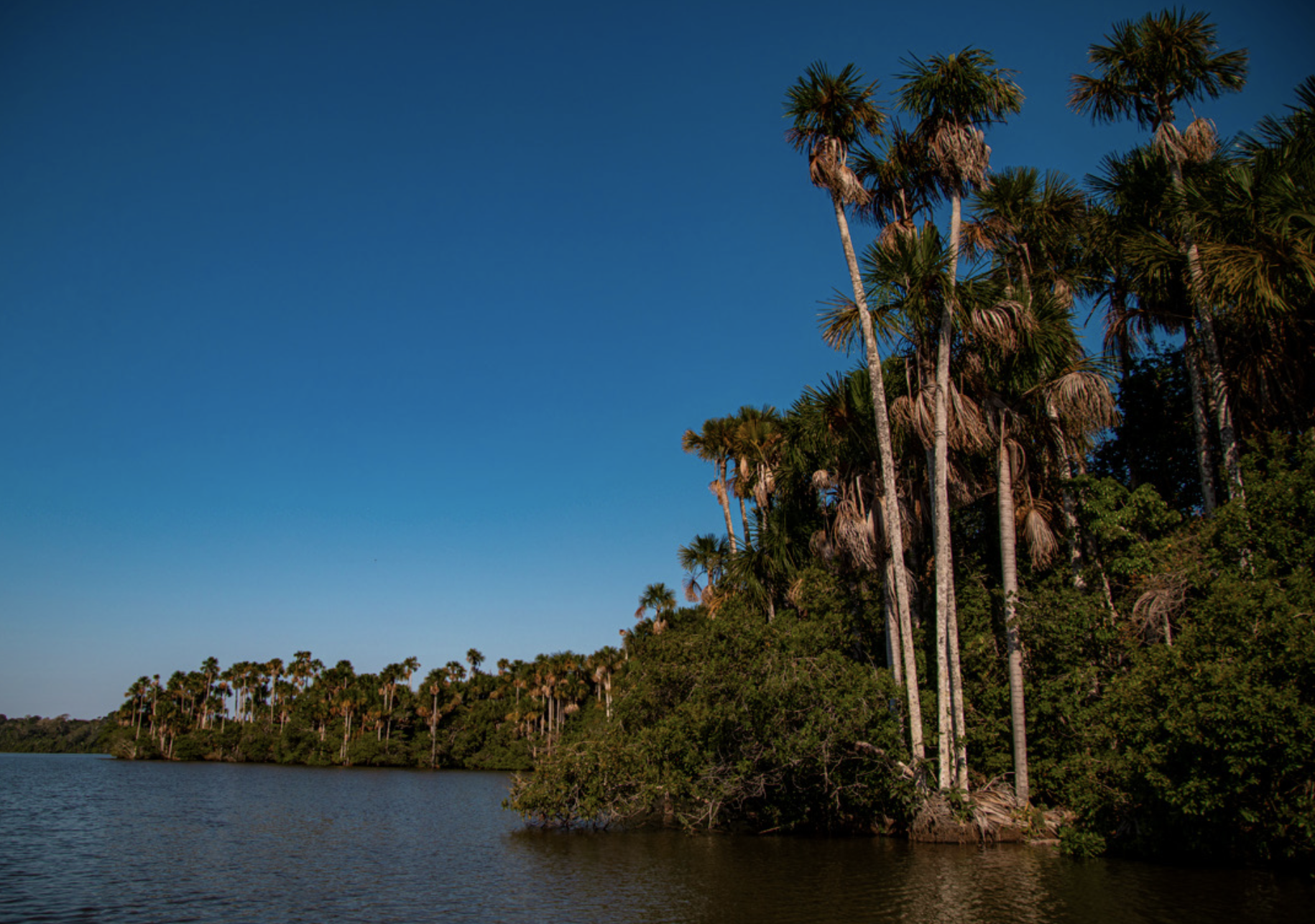 Appel à candidature – Art & Science Residency ON AMAZONIAN FORESTS –  Istituto Svizzero
